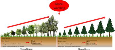 Soil biodiversity in natural forests potentially exhibits higher resistance than planted forests under global warming